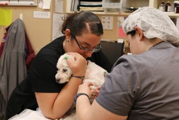 Two vets examine a white dog's foot.