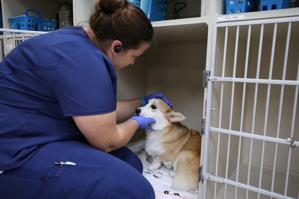 Vet tech bends down to pet a corgi in his kennel.
