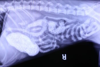 An xray shows sand and shells moving through a dog's intestinal tract.