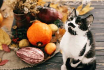 Black and white kitten looking up with pumpkin and foliage in background.