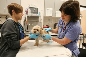 A vet tech and veterinarian examine a small tan dog on an examination table.