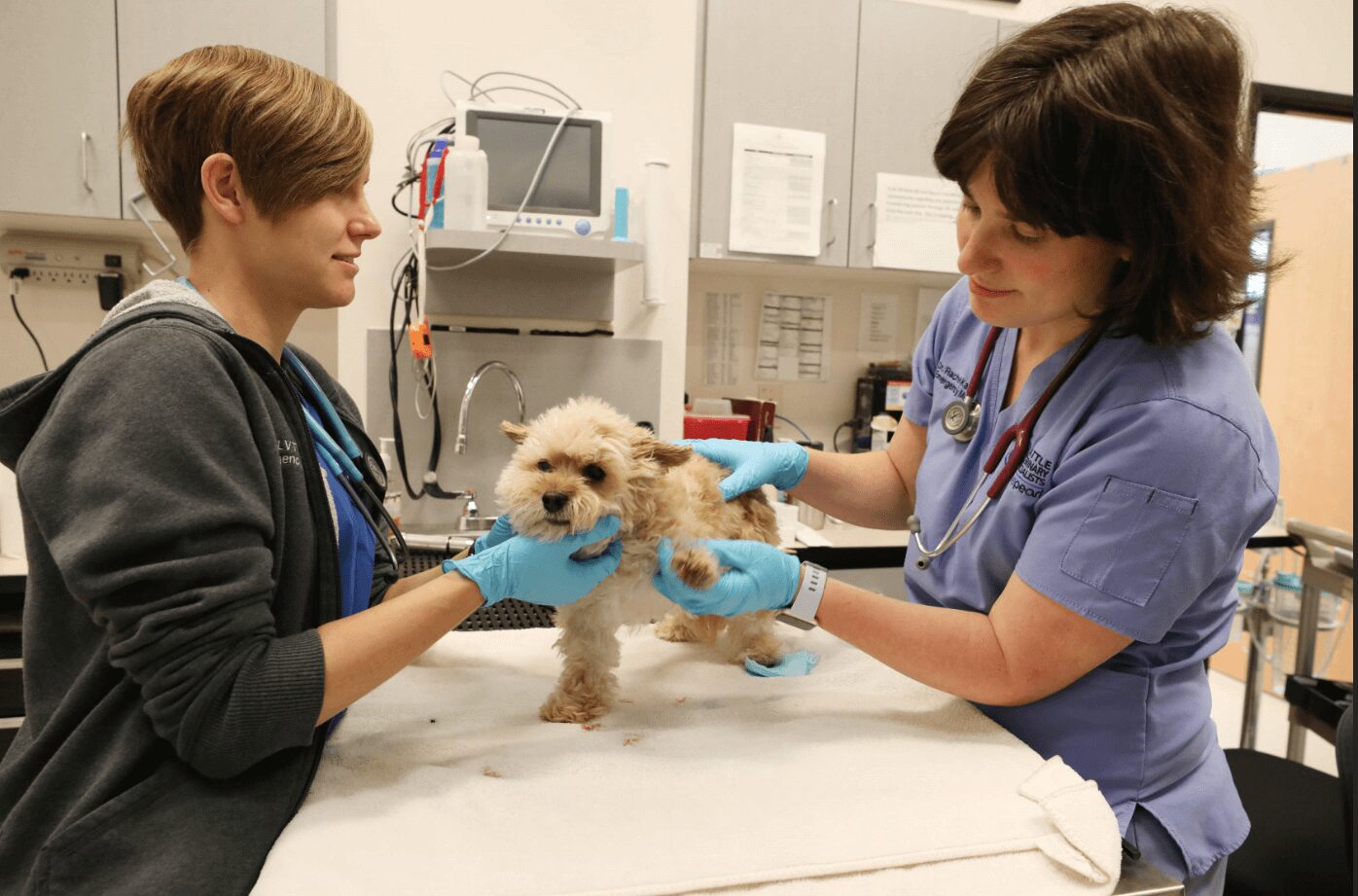 A vet tech and veterinarian examine a small tan dog on an examination table.