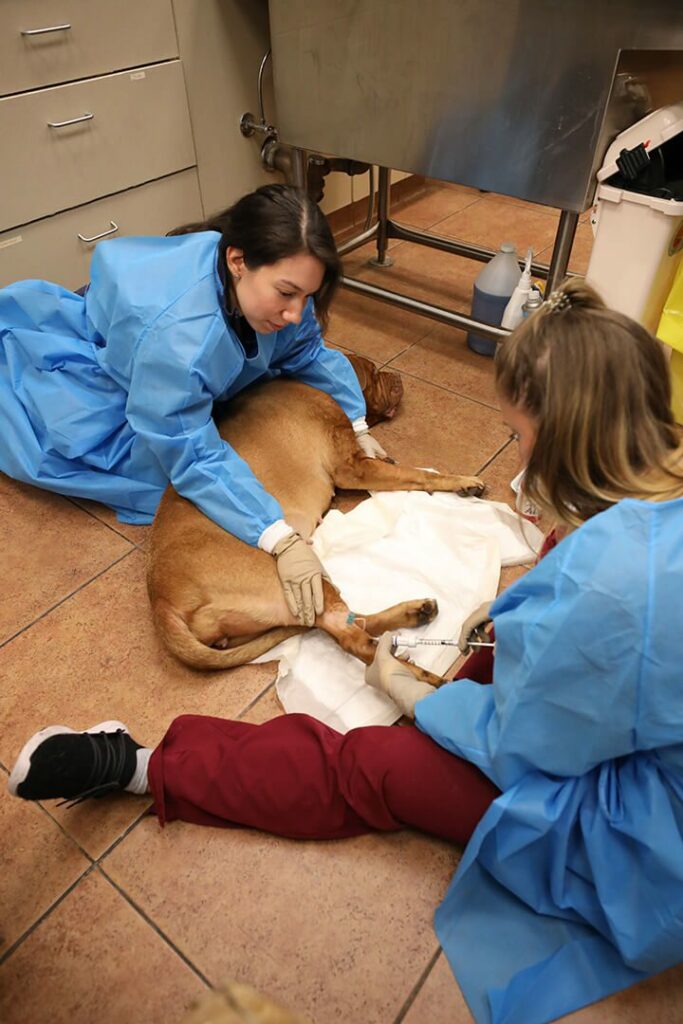 Two female techs give a dog chemotherapy.