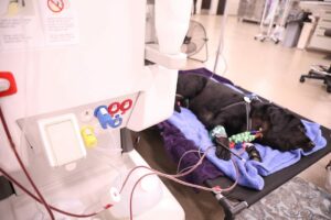 A black lab lays on a cot while receiving a blood transfusion.