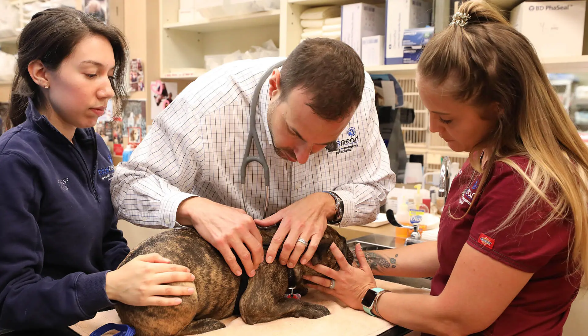 A veterinary team checks a small French bull dog for mast cell tumors.