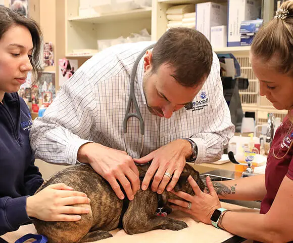 A veterinary team checks a small French bull dog for tumors.