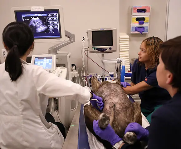 A vet and two technicians perform an ultrasound on a large dog.