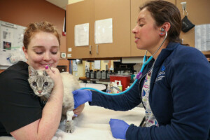 A vet tech smiles as she soothes a cat during a veterinary exam.
