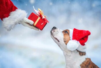 The gloved hand of Santa extends with a gift as a small dog with a red Santa hat looks up.