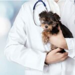 A doctor wearing a white coat holds a small brown puppy.