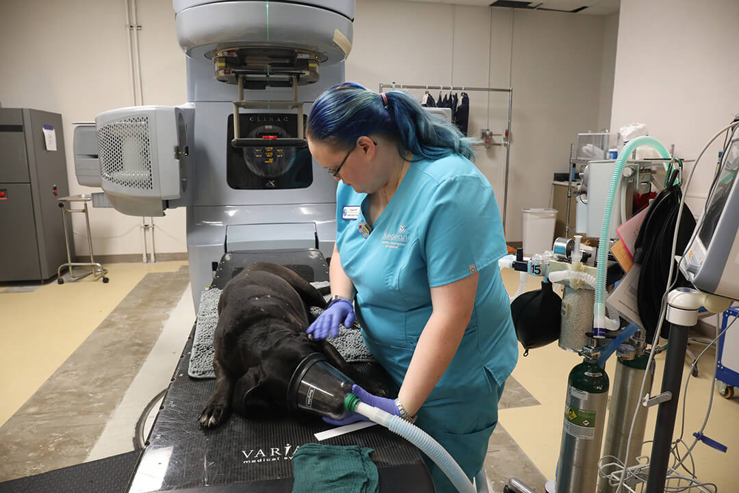 A tech sedates a black dog before he receives radiation treatment.