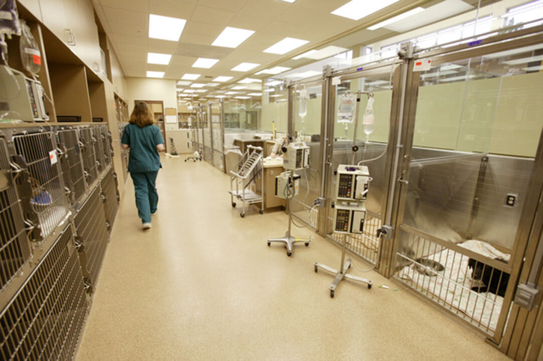 A well-lit hallway has kennels with glass doors.
