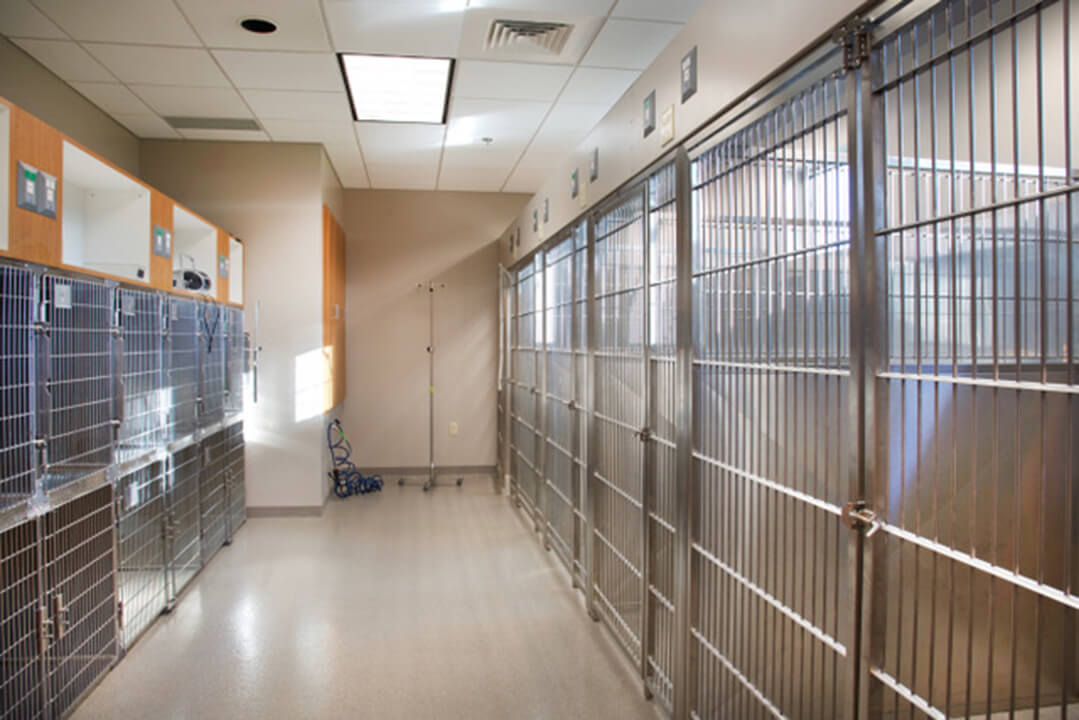 Brightly lit hallway has kennels for patients.