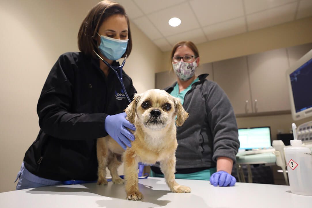 A veterinarian and tech examine a dog.