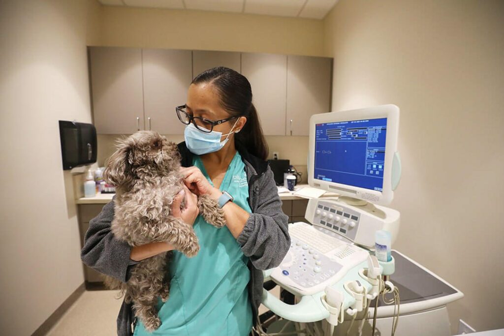 A vet tech holds a small curly haired toy poodle.