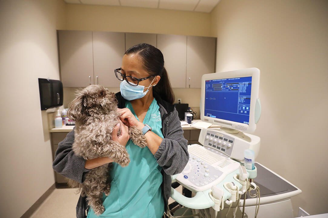 BluePearl Pet Hospital | East Orlando, FL | Animal Hospital