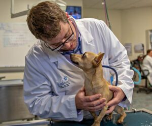 A veterinarian in a white coat looks at a small dog. If you notice any of the signs of autoimmune skin disease in your pet, it's important to get them examined by a veterinarian right away.