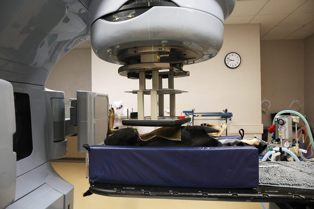 A black dog lays on its back in a cushion under a machine that delivers X-rays to kill cancer cells.