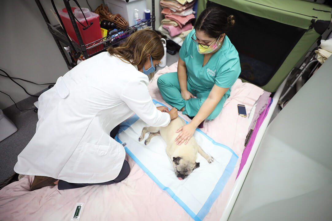 A veterinarian and technician perform acupuncture on a small pug.