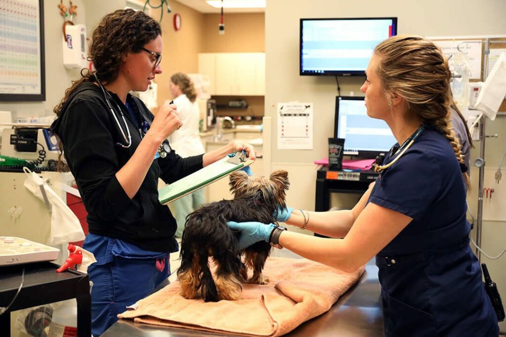A veterinary technician holds a dog on a table while a veterinarian takes notes.