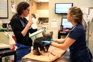 A blond technician holds a dog on a table while a veterinarian takes notes.