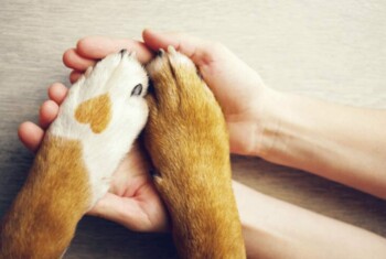 Human hands holding two dog paws.