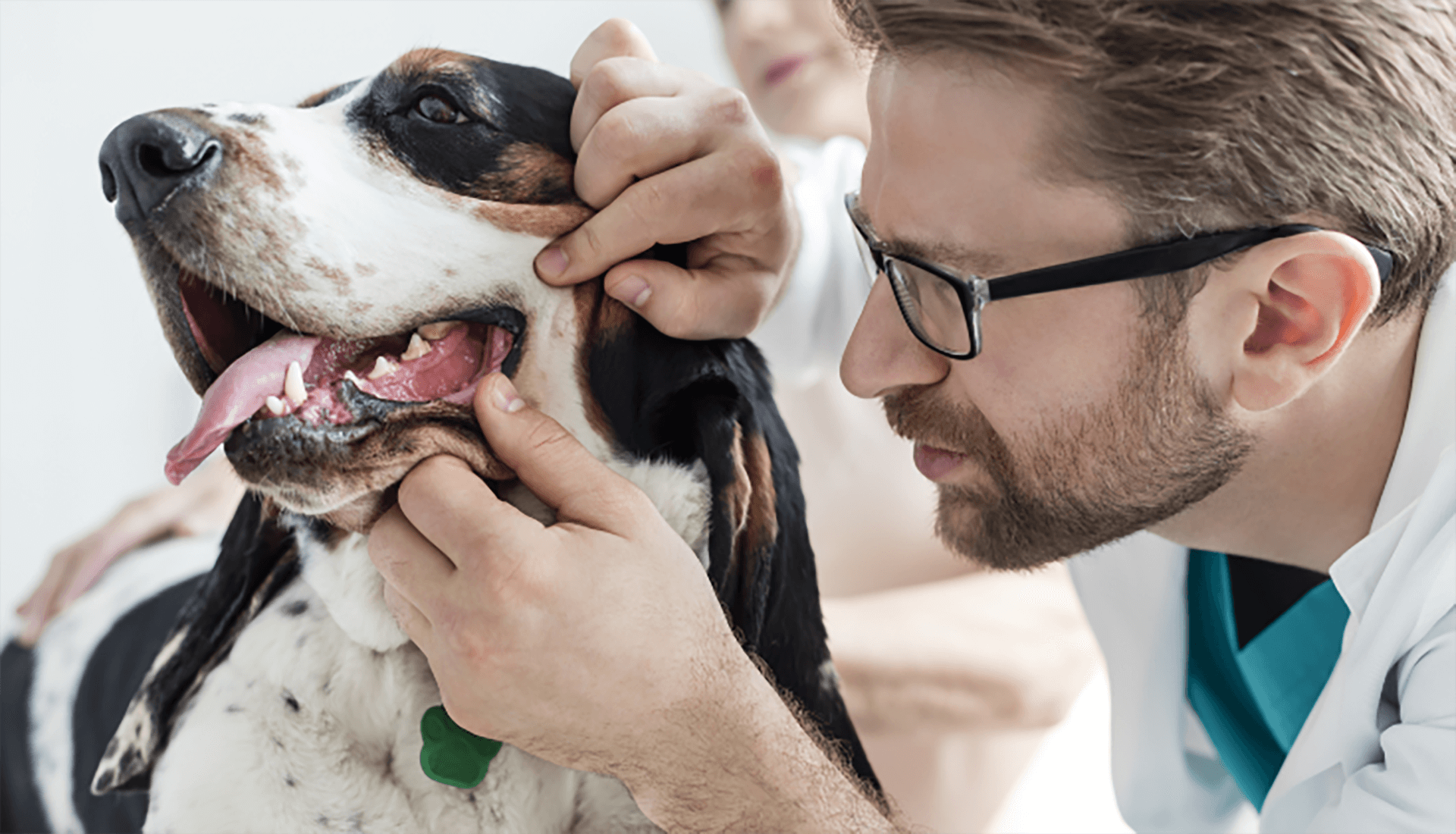 is periodontal disease reversible in dogs