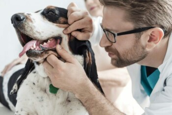 Male doctor examines dog's mouth.