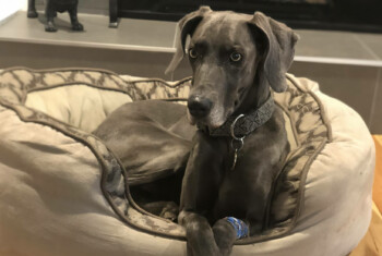 A regal looking gray Weimaramer lays in her dog bed.