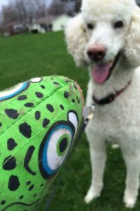 A large white poodle stares at a green stuffed trout toy with anticipation.