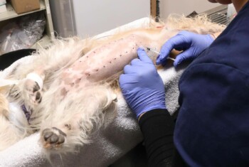 A doctor with gloved hands gives a dog allergy injections on its belly.
