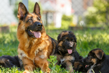 A German shepherd dog lays in the grass surrounded by three puppies
