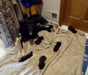 A black German Shepherd lays with her little black puppies on a blanket.