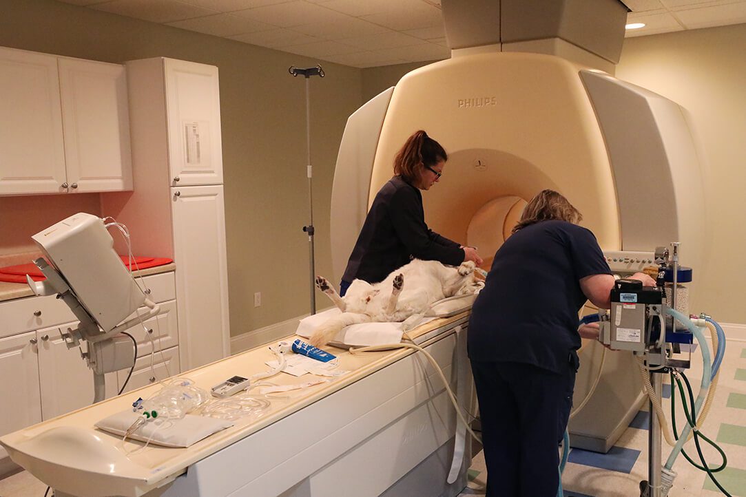 Two techs position a dog for an MRI.