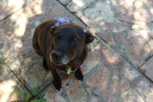 A brown lab looks upward with spring flowers on her head.