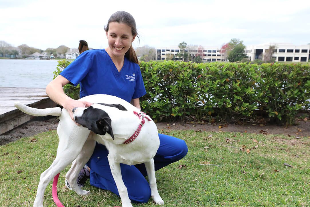 A smiling vet tech in blue scrubs plays with a white dog with black ears.
