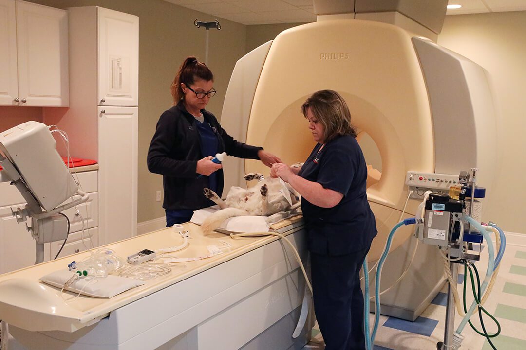 Two veterinarians position a dog on a CT Scanner