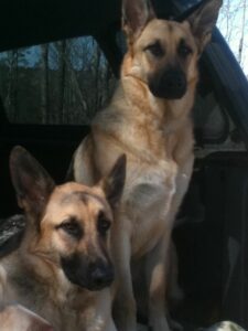 Two German Shepherds sit next to each other.