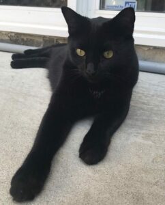 A black cat lays regally on a white carpet.