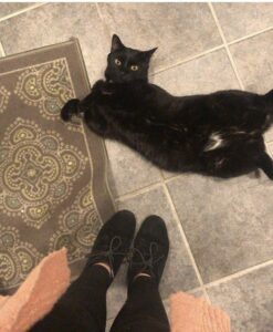 A black cat lays on his back with his belly exposed.