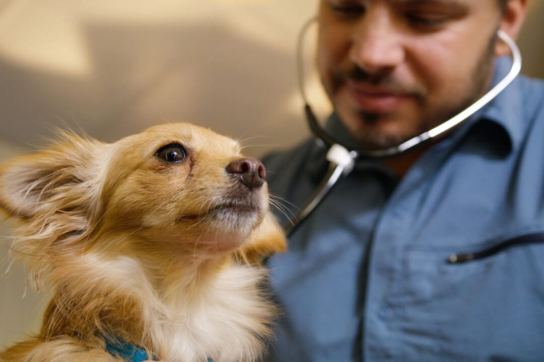 A veterinarian listens to a dogs heart beat with a stethoscope.