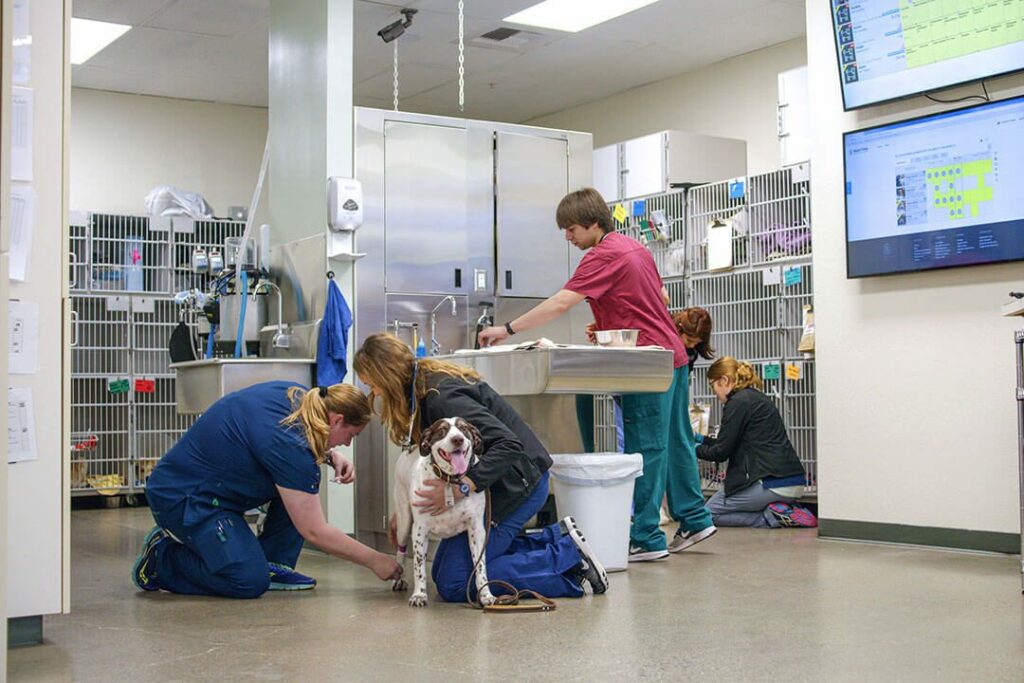 Two veterinarians examine a dog in a pet hospital.