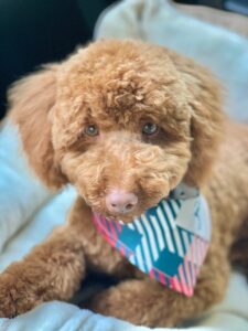 A miniature poodle has a plaid bandana on.