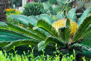 A sago palm has green fronds extending outward with a yellow flower in the middle.