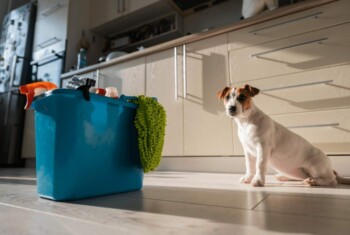 Dog sits on the floor of kitchen with blue mop bucket filled with cleaning products.