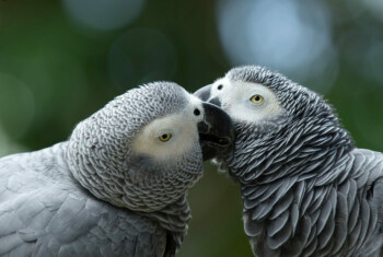 avian and exotics banner