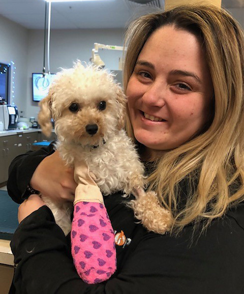 A BluePearl Associate at BluePearl Pet Hospital in Malvern, PA, holds a small, white dog with a pink cast covered in hearts.