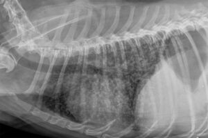 An X-ray shows a dog's rib cage.