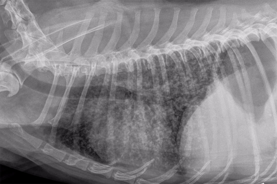 Fungal Infection In Dogs Lungs