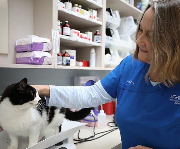 Treating Feline Hyperthyroidism - BluePearl Pet Hospital